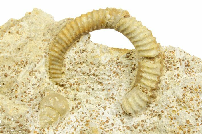 Jurassic Ammonite (Spiroceras) Fossil - Évrecy, France #367860
